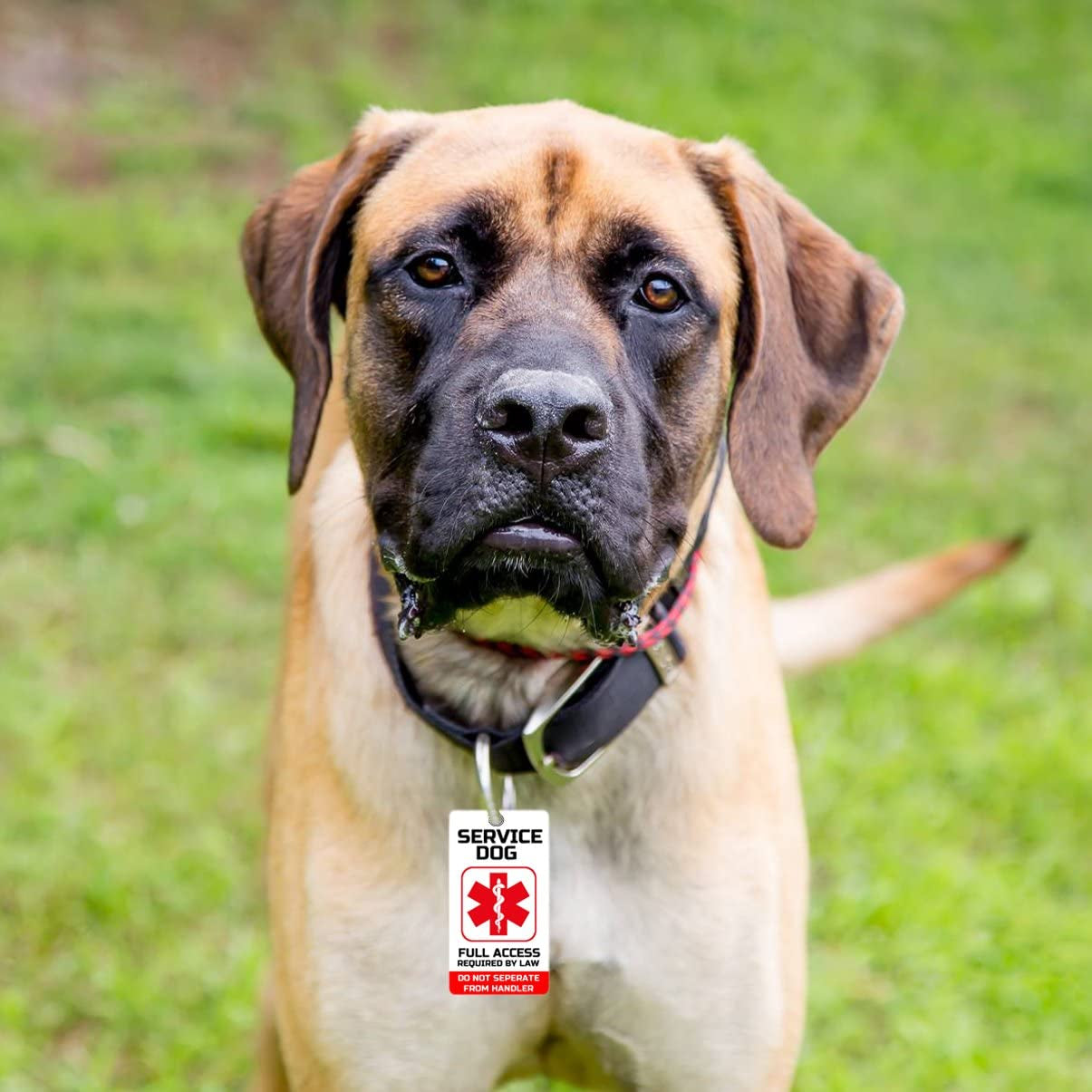 Service, Diabetic, Seizure, ESA, PTSD, or Therapy Dog Key Tag/Collar Tag for ADA And/Or Fhact Service and Support Animals